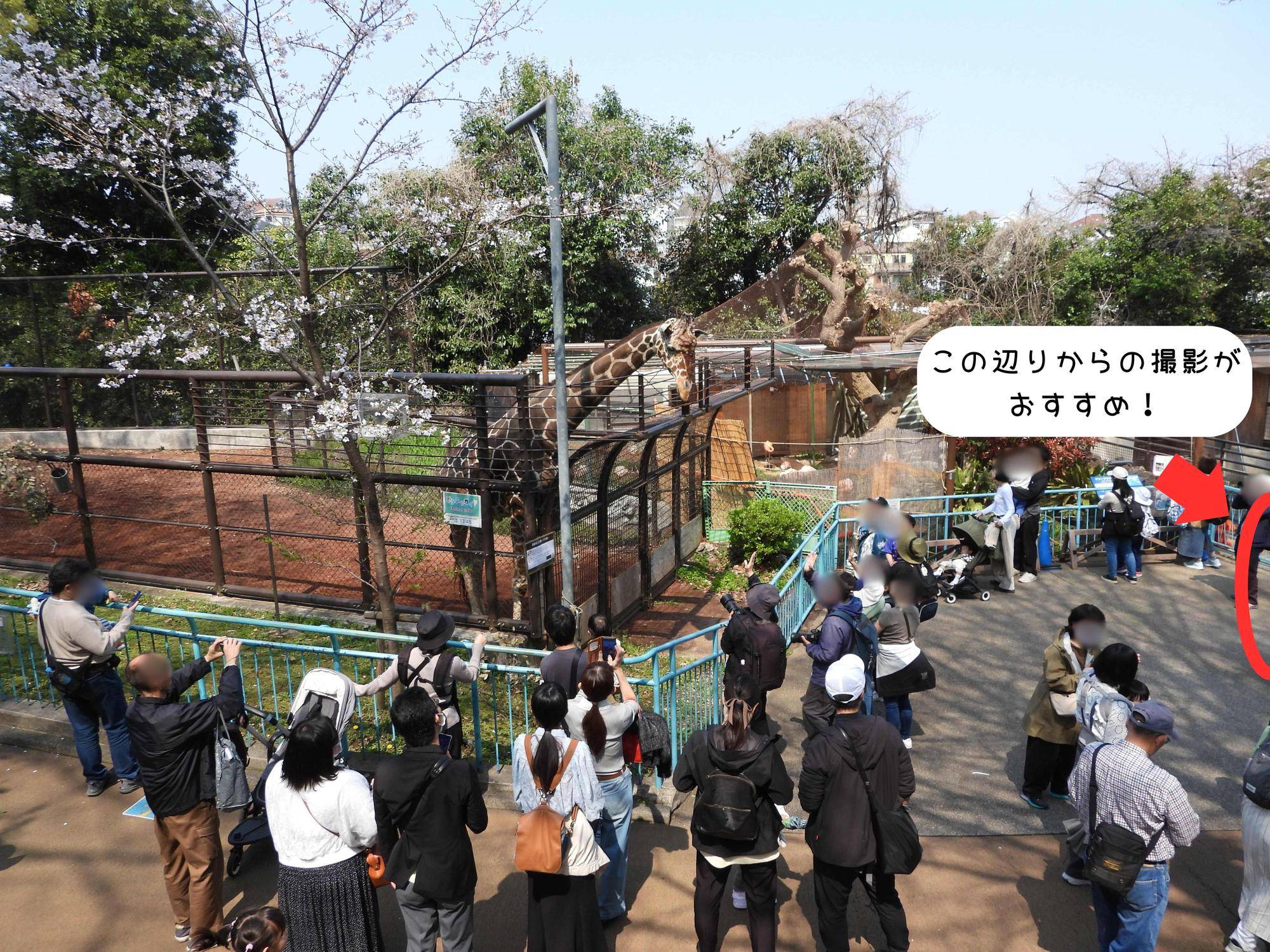 この辺りからの撮影が おすすめ！.jpg