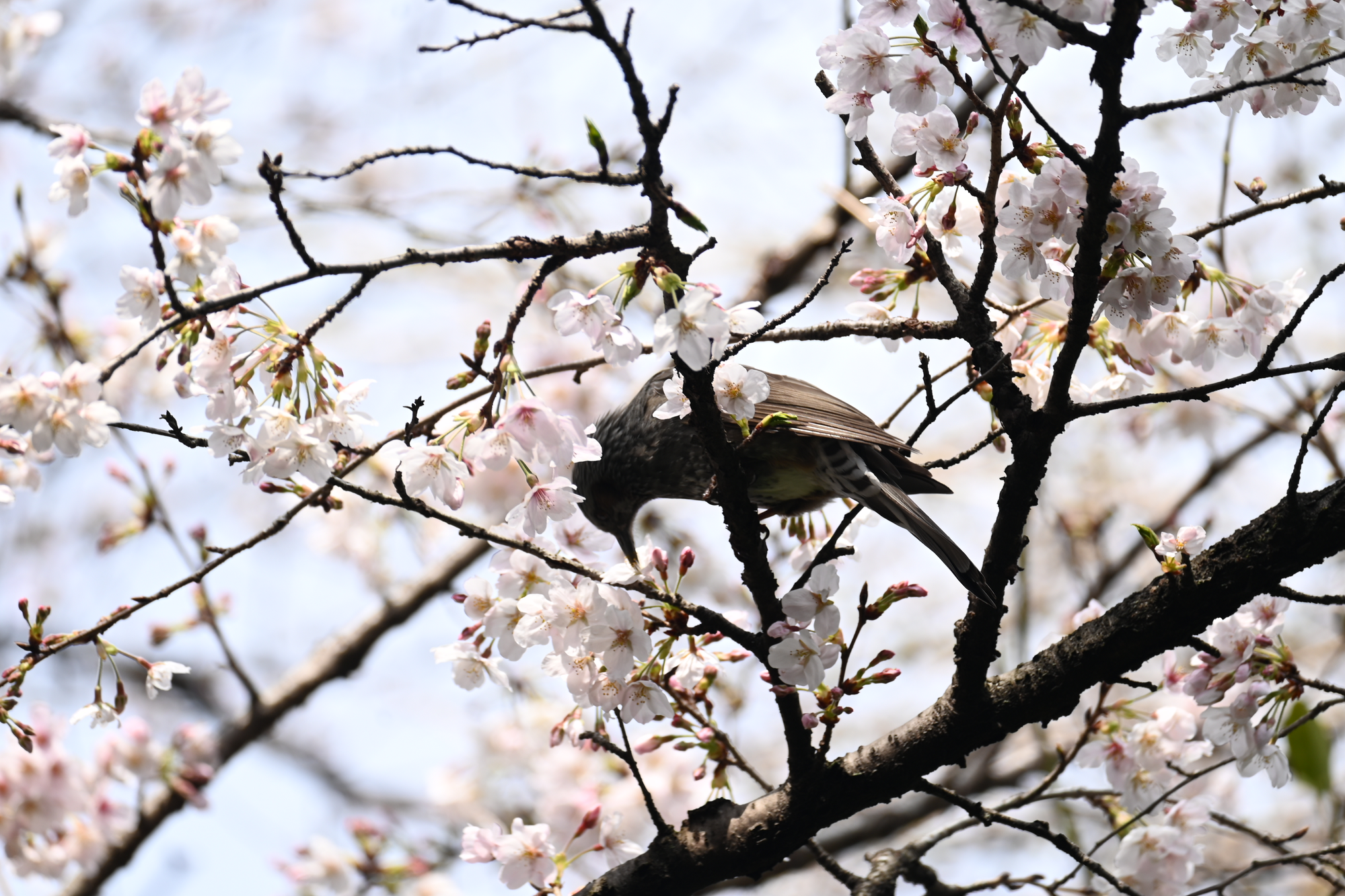 DSC_9974 - コピー.png