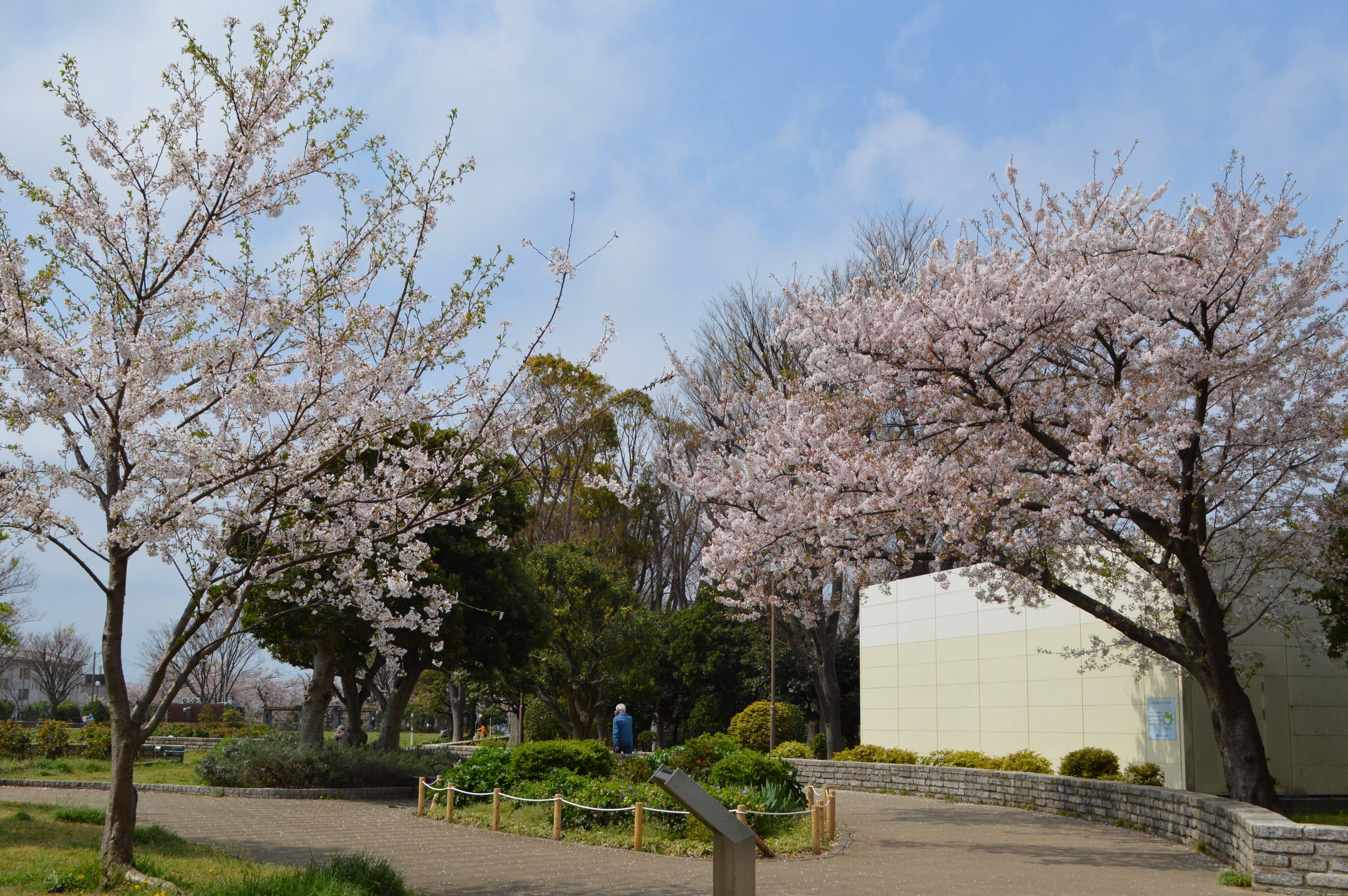 野毛山公園のシドモア桜 4月5日 桜開花 野毛山動物園公式サイト 公益財団法人 横浜市緑の協会