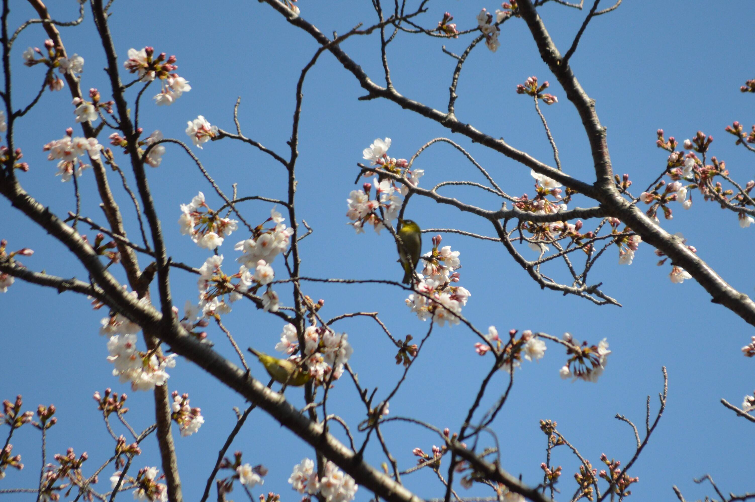 0325桜とメジロ.jpg