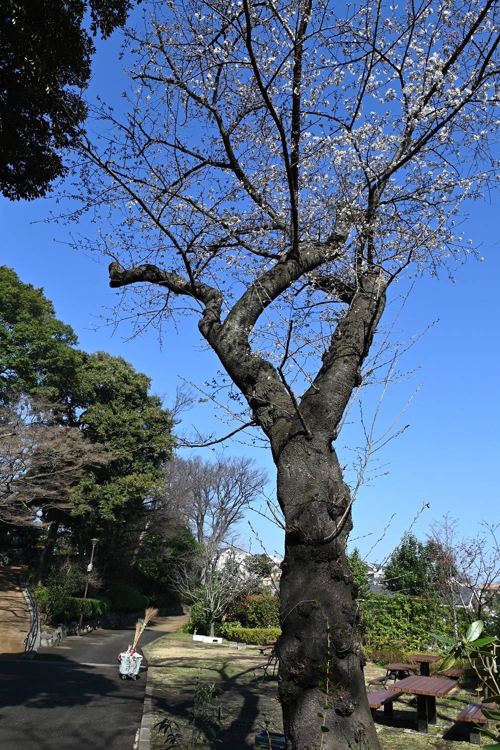 20220324大池前ソメイヨシノ.jpg