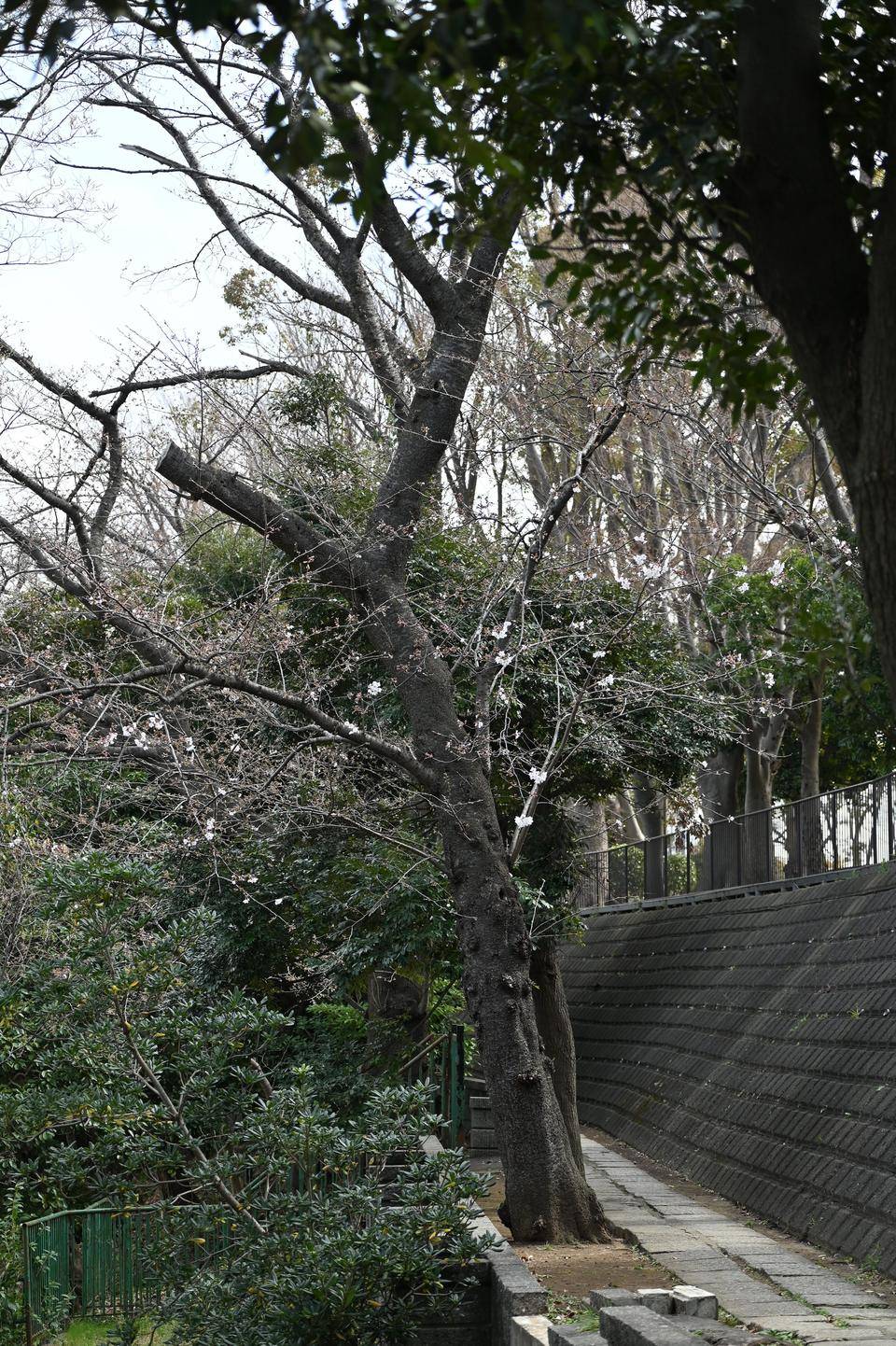 外回り人生記念樹 (3).jpg