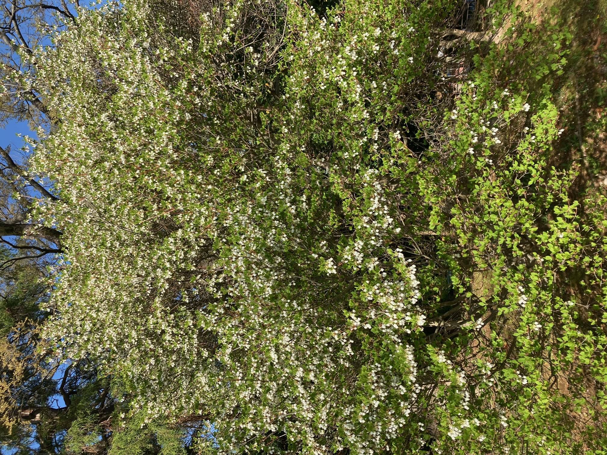 20220412　ドウダンツツジ (2).jpeg