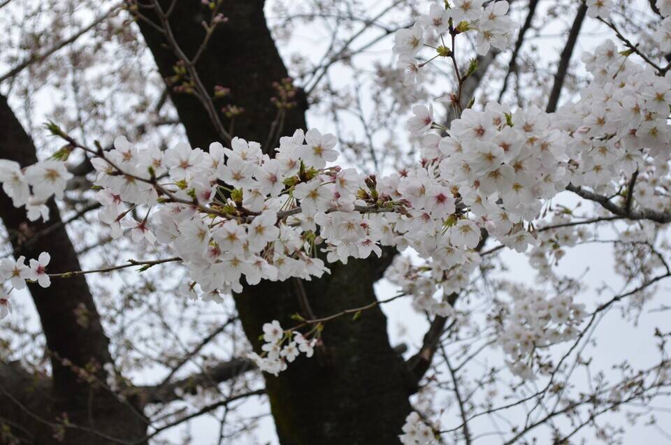 花びらが風に舞う 3月27日 桜開花 野毛山動物園公式サイト 公益財団法人 横浜市緑の協会