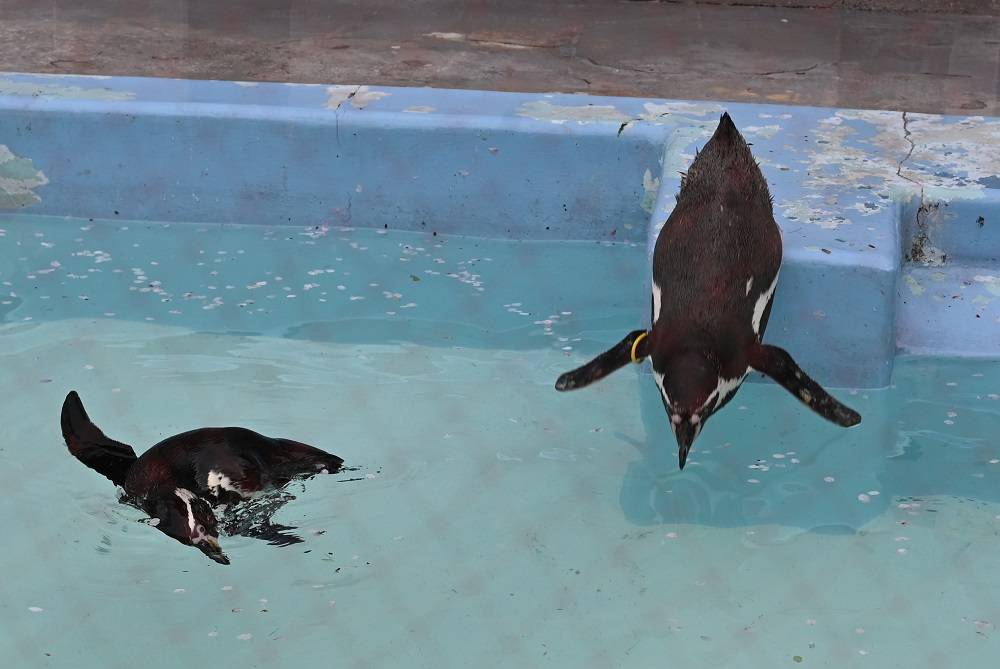 桜の花びらの浮かぶプールに飛び込むフンボルトペンギン.jpg