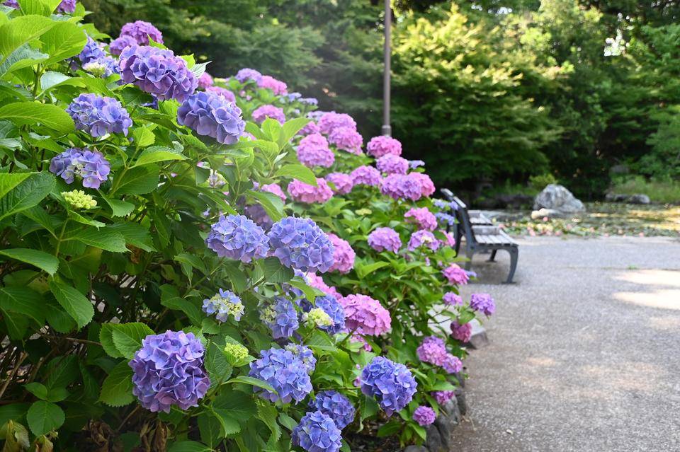 0531 散策地区アジサイ.jpg