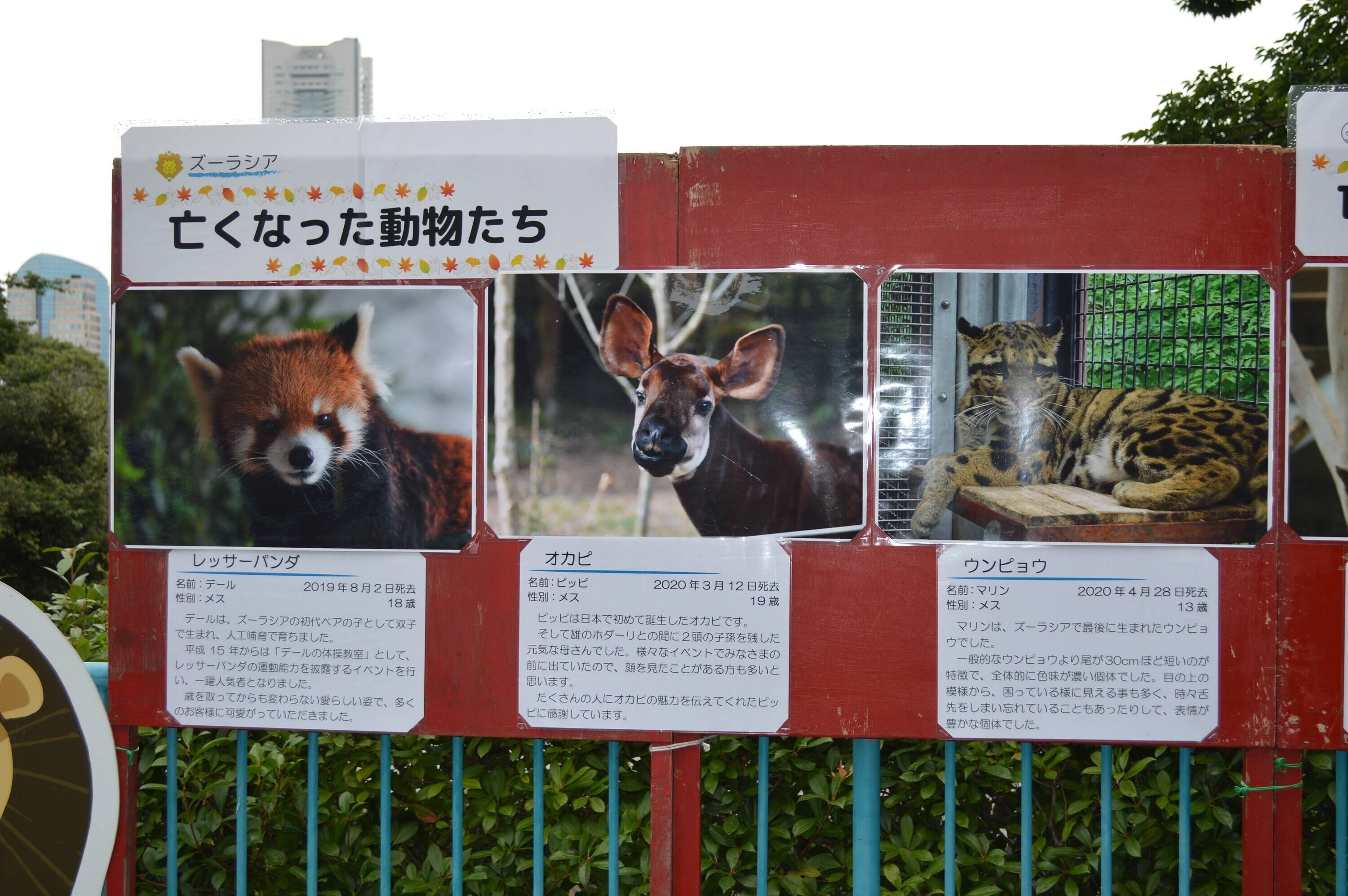 動物たちへの感謝の気持ち ブログ 野毛山動物園公式サイト 公益財団法人 横浜市緑の協会