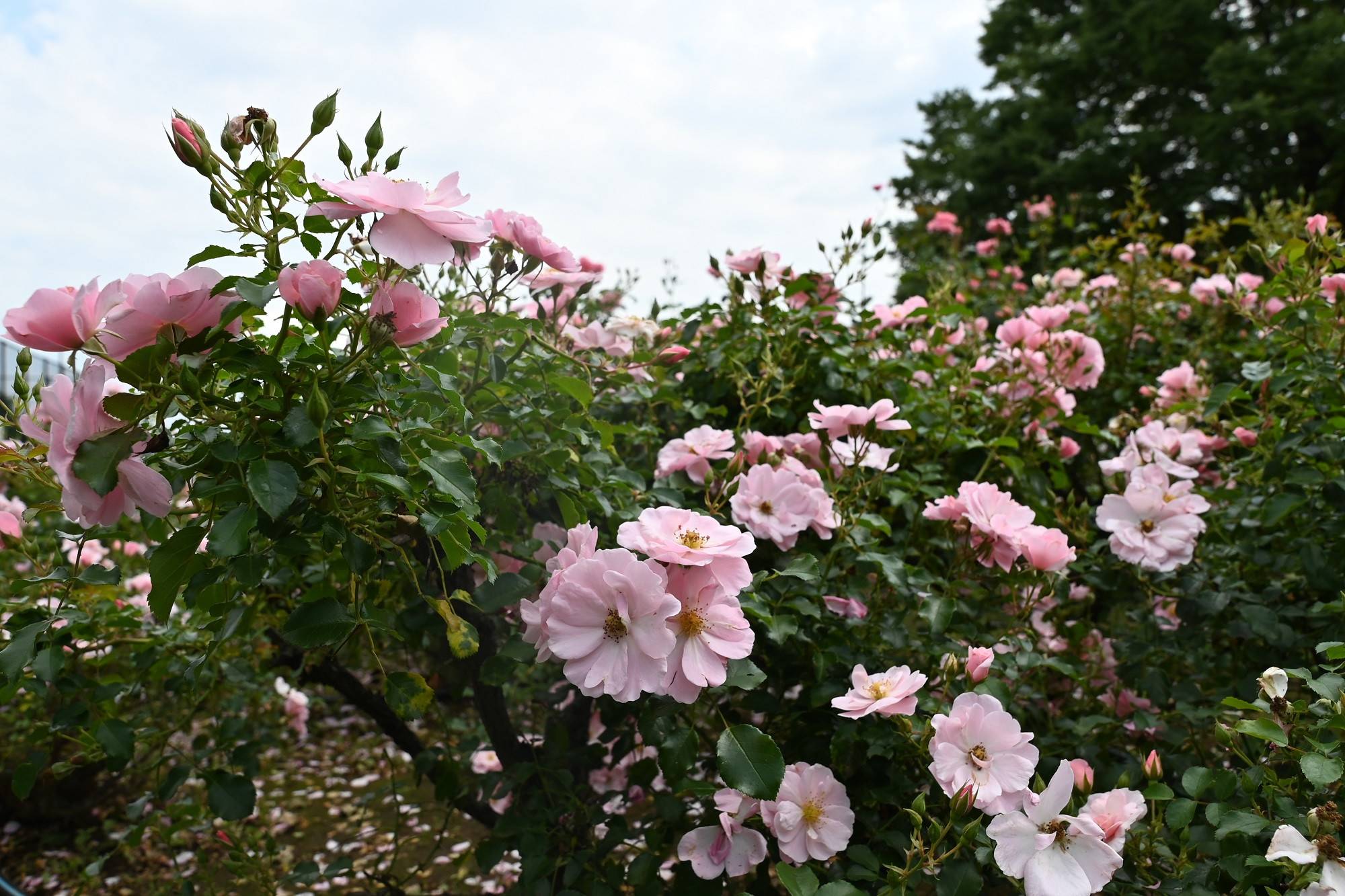 0531 クイーンマザー.jpg