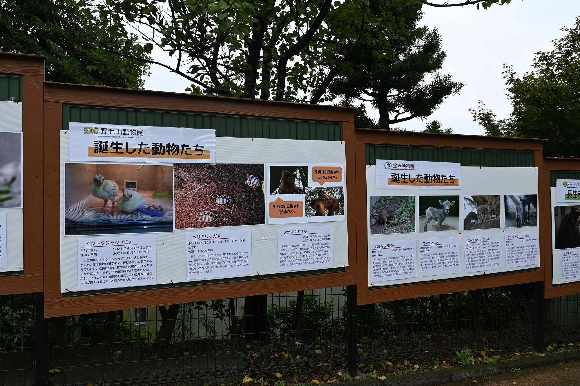 (野毛山:誕生した動物たち).jpg