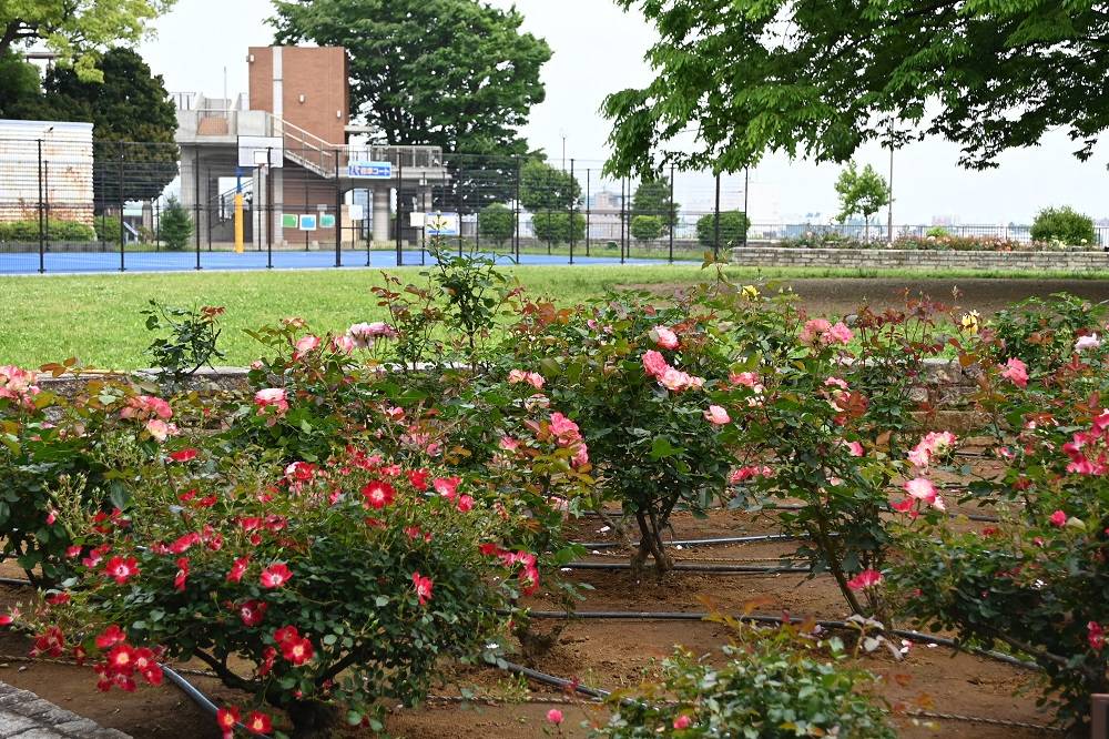 展望地区バラ園.jpg