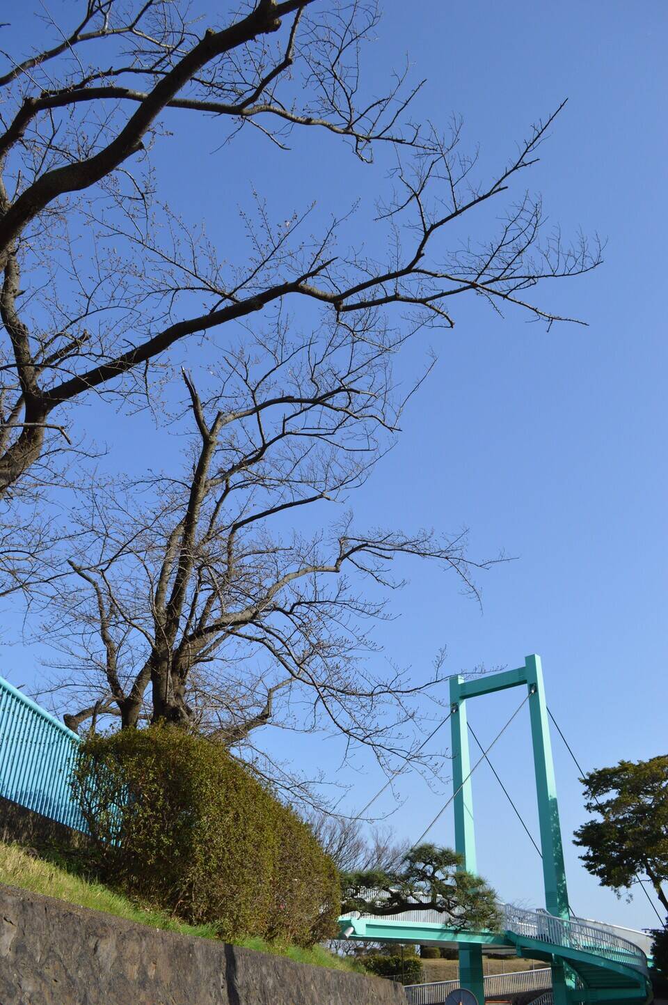 0321吊り橋の桜①.jpg