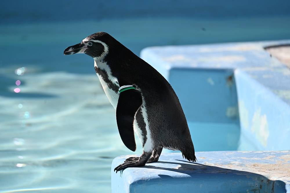 11月29日 火 よりフンボルトペンギンの展示を再開します お知らせ 野毛山動物園公式サイト 公益財団法人 横浜市緑の協会