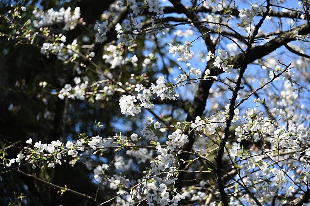 20230320ライオン屋外展示場前ソメイヨシノ (2).jpg