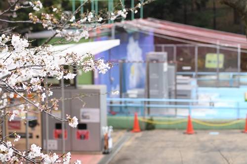 ペンギン展示場とソメイヨシノ(3月21日).jpg