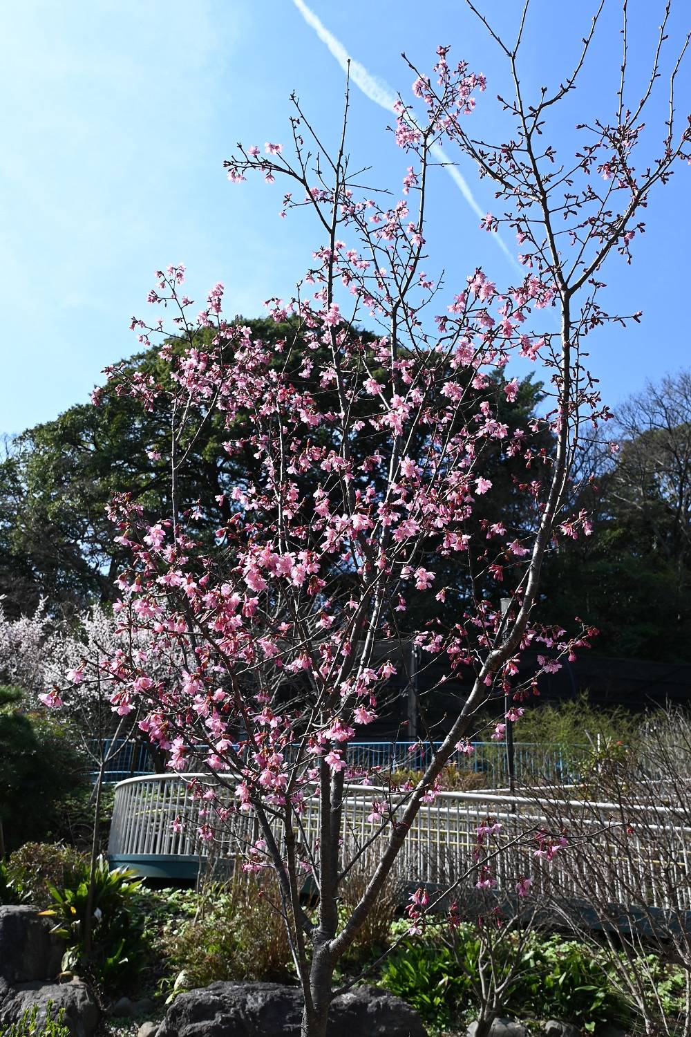 20230302オカメザクラと飛行機雲.jpg