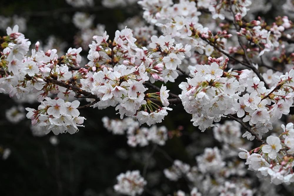 基準木ソメイヨシノ満開です（2023年3月23日）|桜開花｜ブログ