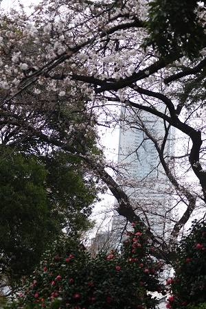 ランドマークタワーと桜(3月21日).jpg
