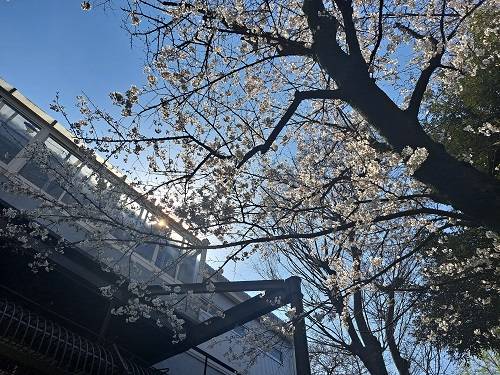 0322撮影 満開までもう一息のソメイヨシノ.jpg