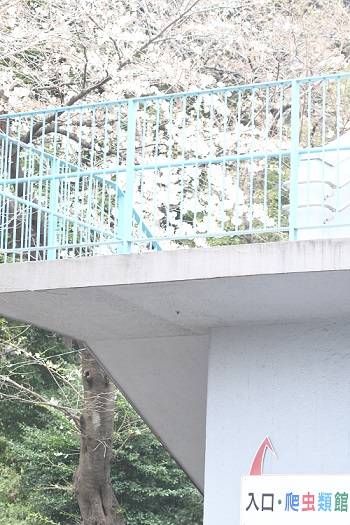 爬虫類館横階段.jpg