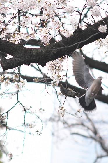 桜とヒヨドリとキジバト.jpg