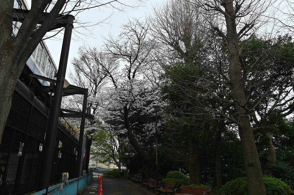 基準木ソメイヨシノ満開です（2023年3月23日）|桜開花｜ブログ