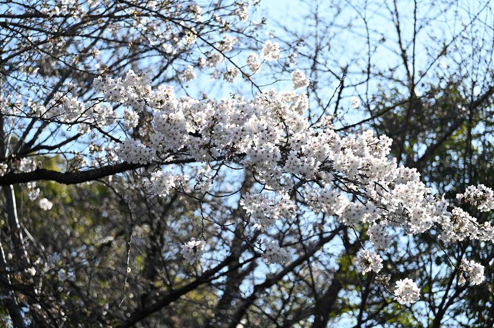 20230320は虫類館階段横ソメイヨシノ.jpg