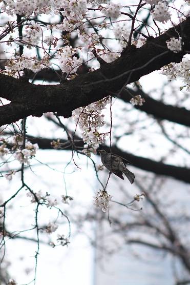 桜とヒヨドリ(3月21日).jpg