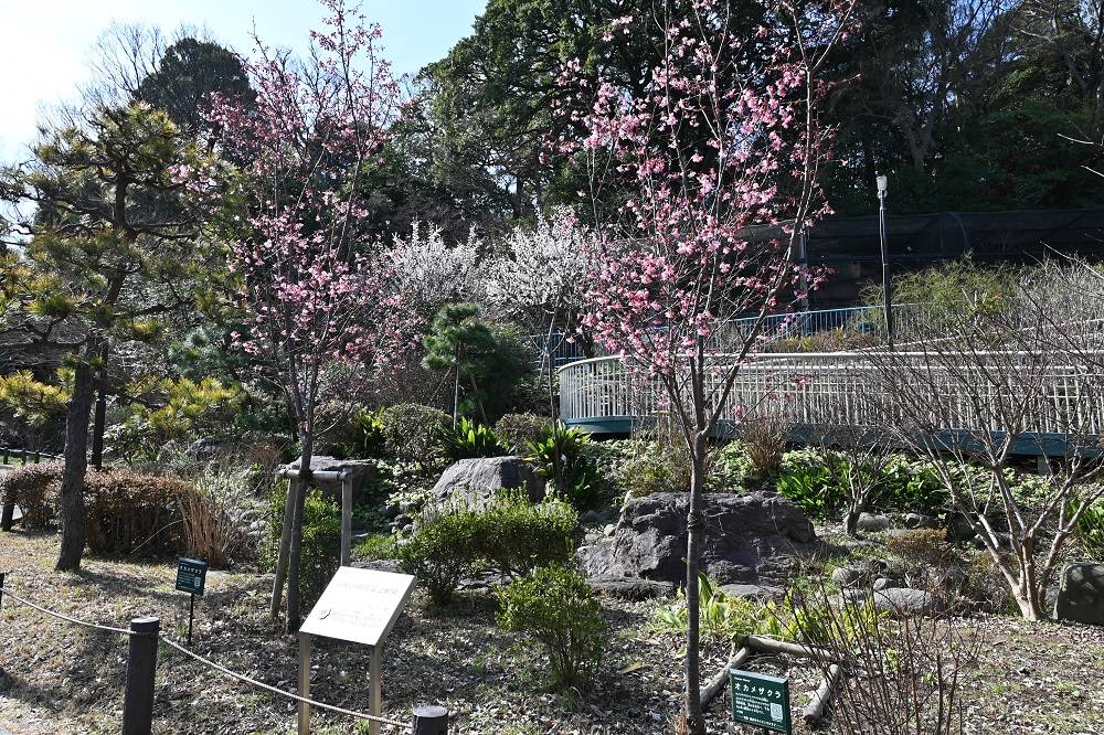 20230302なかよし広場前の２本のオカメザクラ.jpg