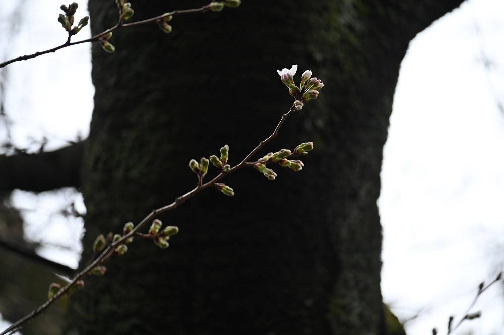 02ライオン前ソメイヨシノ開花.jpg