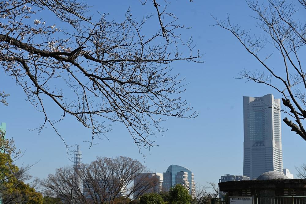 20230320展望地区ソメイヨシノとランドマークタワー.jpg
