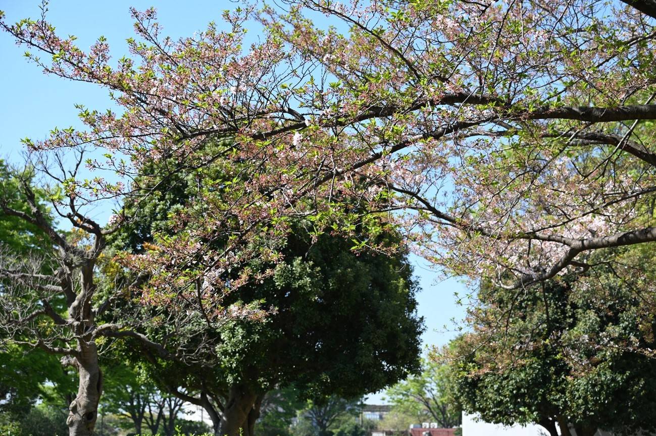 遊具広場ソメイヨシノ20230410.jpg