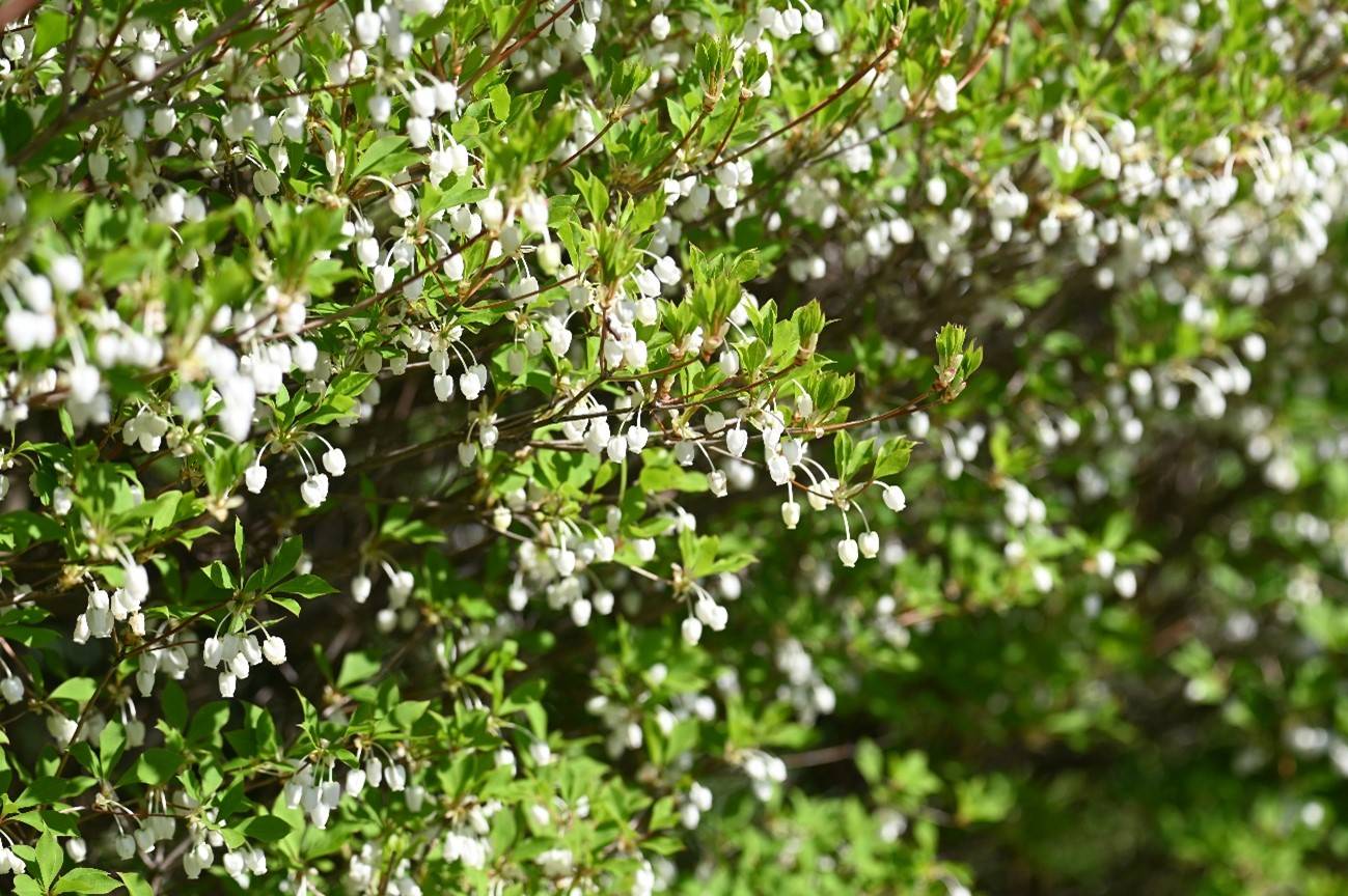 ドウダンツツジ 20230410.jpg