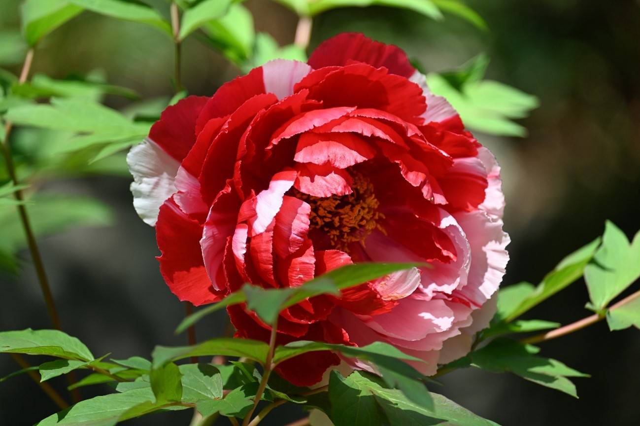 ボタン園ボタン 20230410.jpg