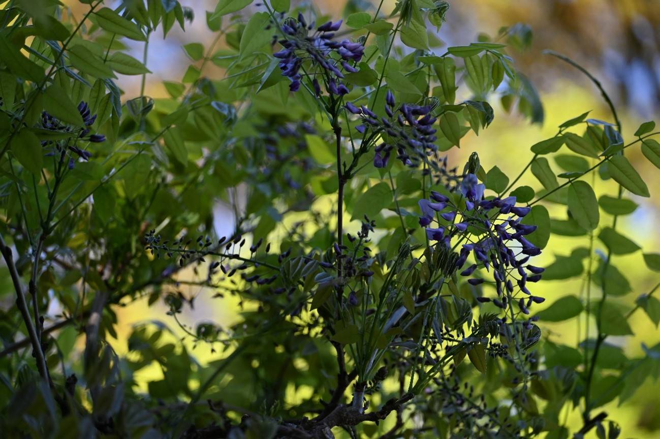 大池前 フジ 20230410.jpg