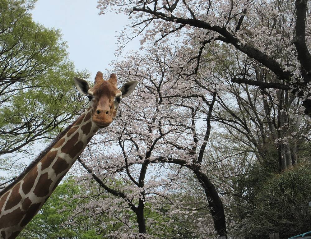 キリンと桜②.jpg
