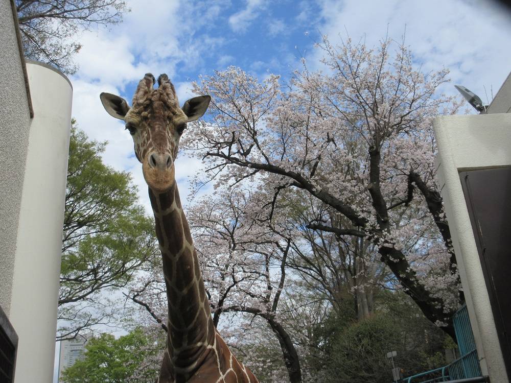 キリンと桜①0331.jpg