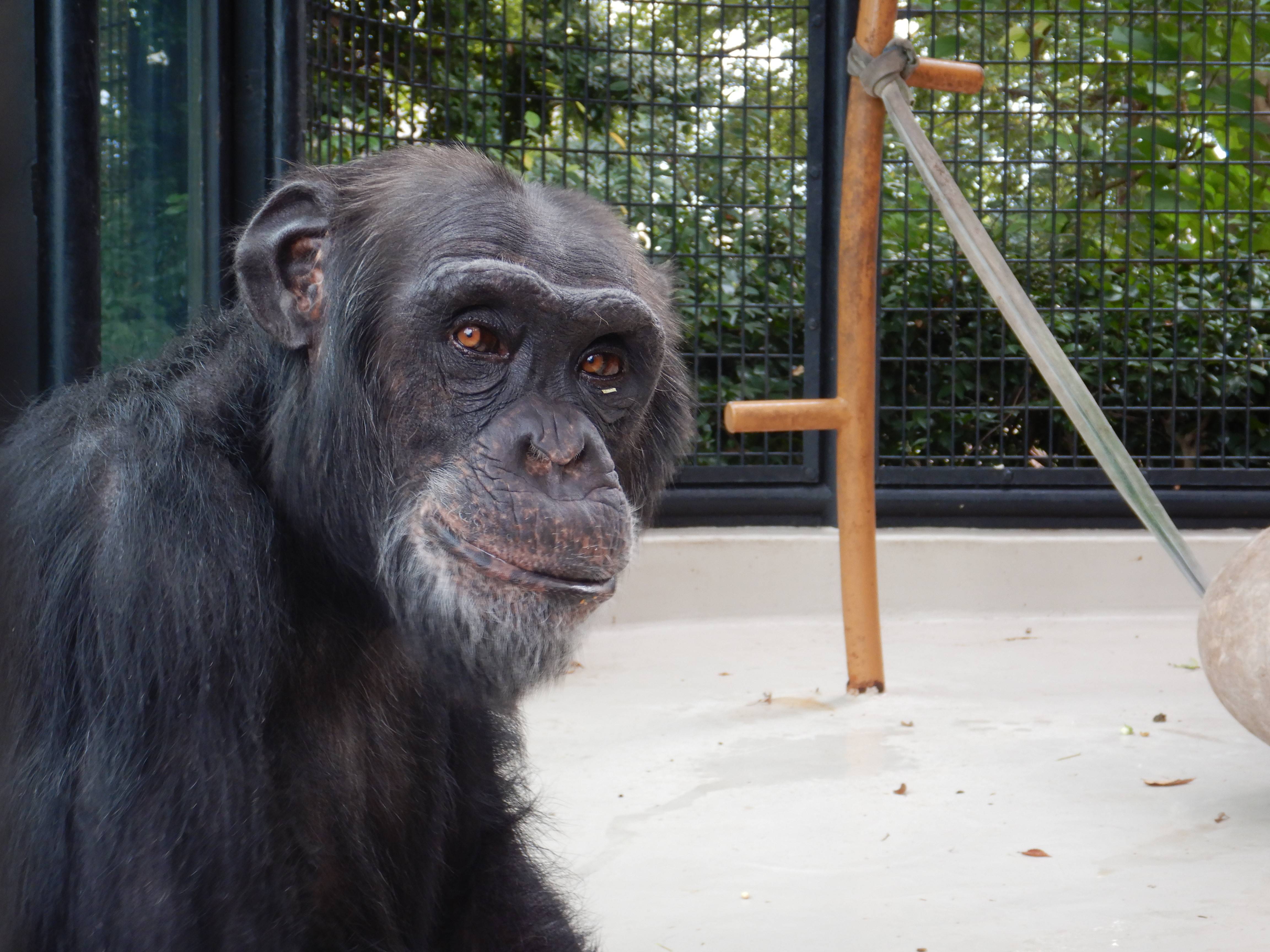 チンパンジー 動物たちのお食事タイム 繰り返しイベント 野毛山動物園公式サイト 公益財団法人 横浜市緑の協会 チンパンジー 動物たちのお食事タイム 繰り返しイベント 野毛山動物園公式サイト 公益財団法人 横浜市緑の協会
