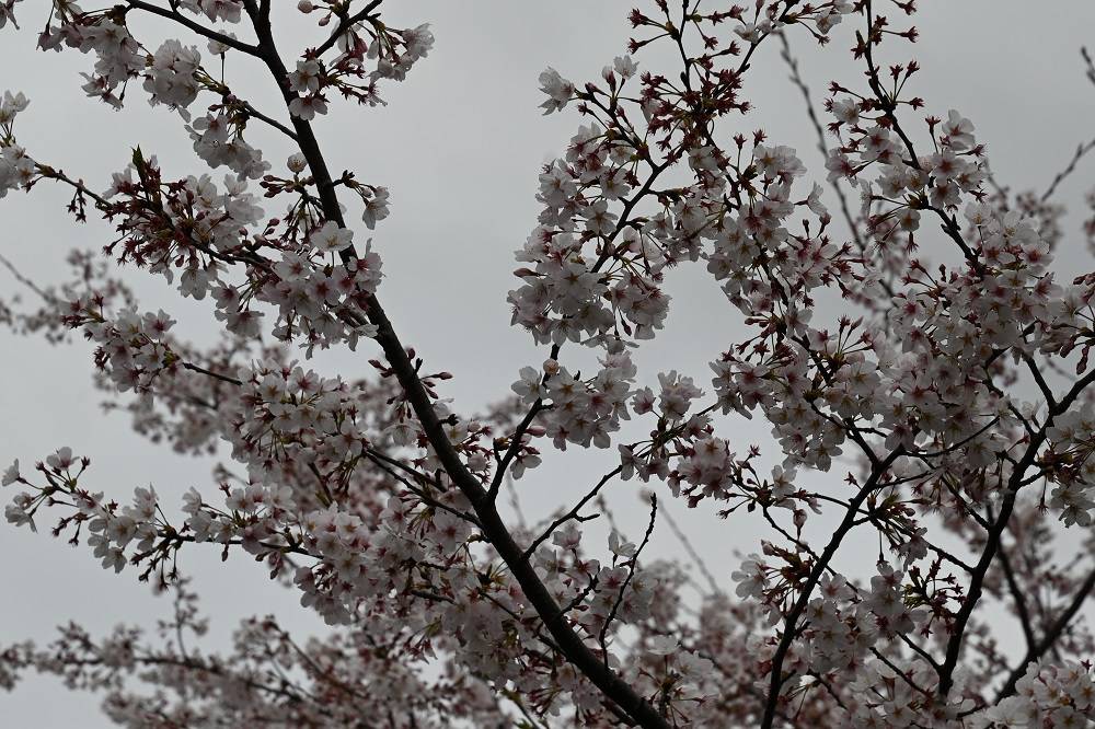 爬虫類館近くのソメイヨシノ(4月5日撮影).jpg