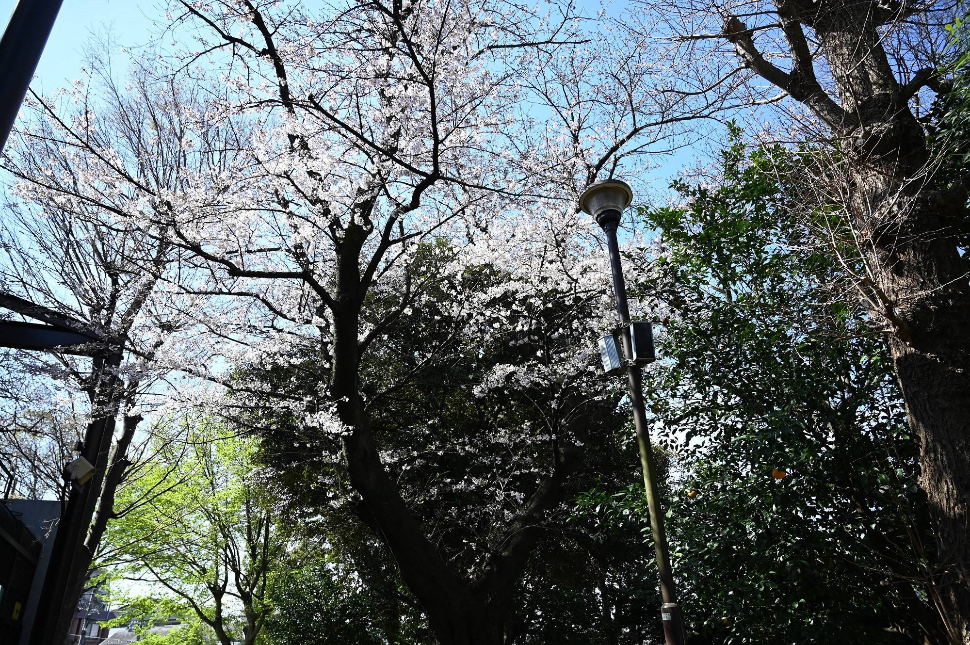 ライオン前.jpg