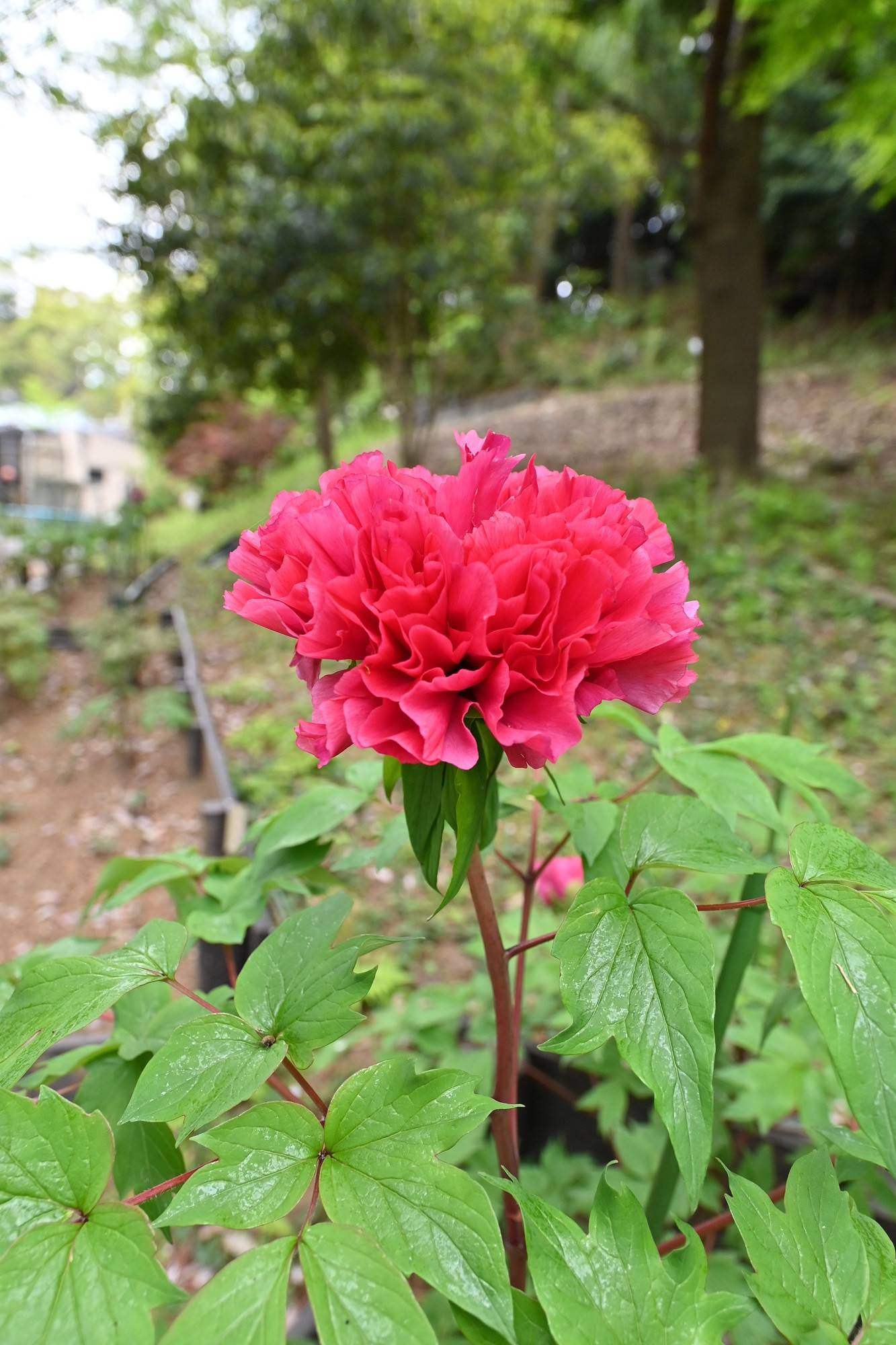 ボタン続々開花 桜開花 野毛山動物園公式サイト 公益財団法人 横浜市緑の協会 ボタン続々開花 桜開花 野毛山動物園公式サイト 公益財団法人 横浜市緑の協会