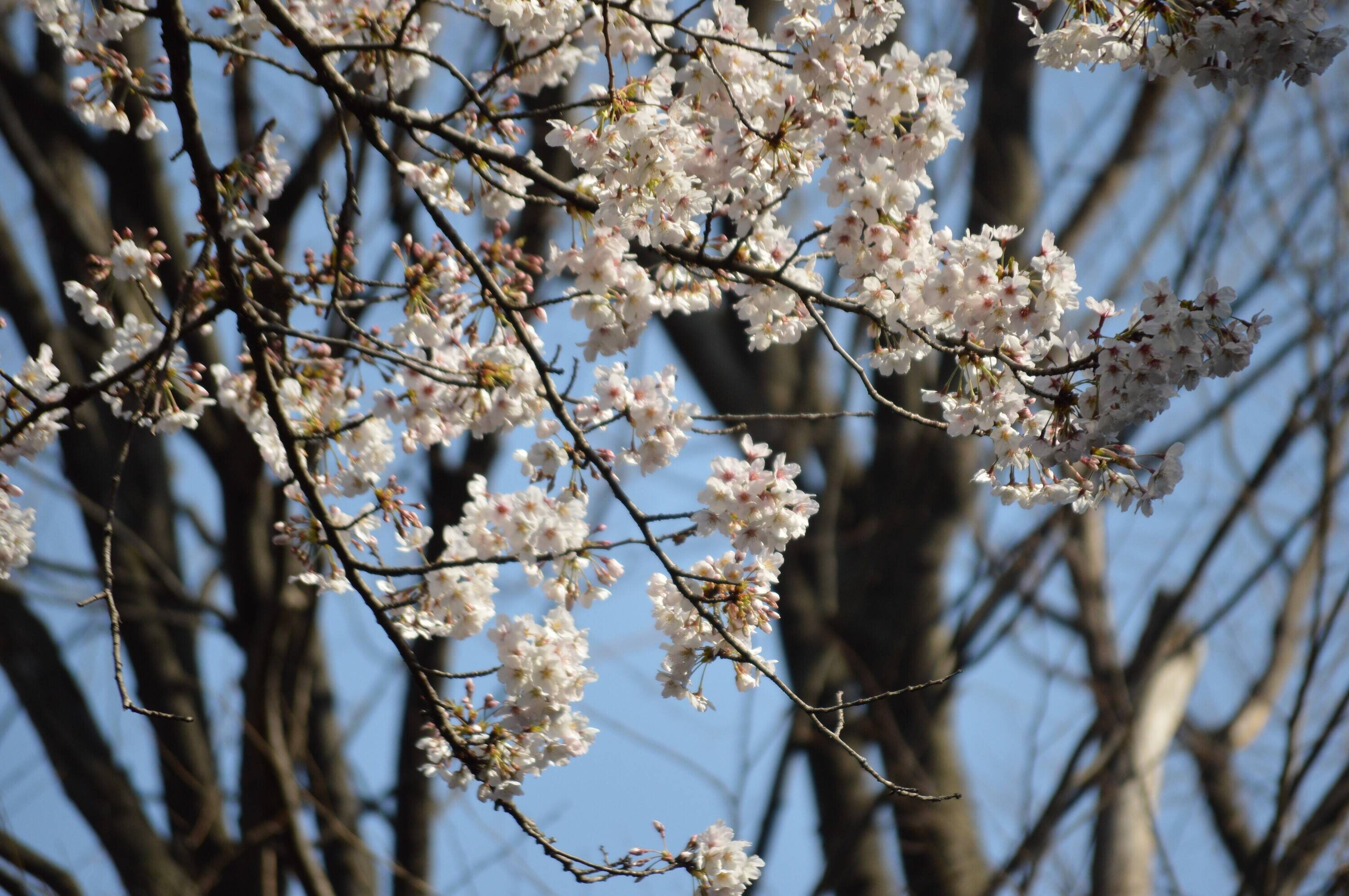 5分咲きの桜 3月26日 桜開花 野毛山動物園公式サイト 公益財団法人 横浜市緑の協会