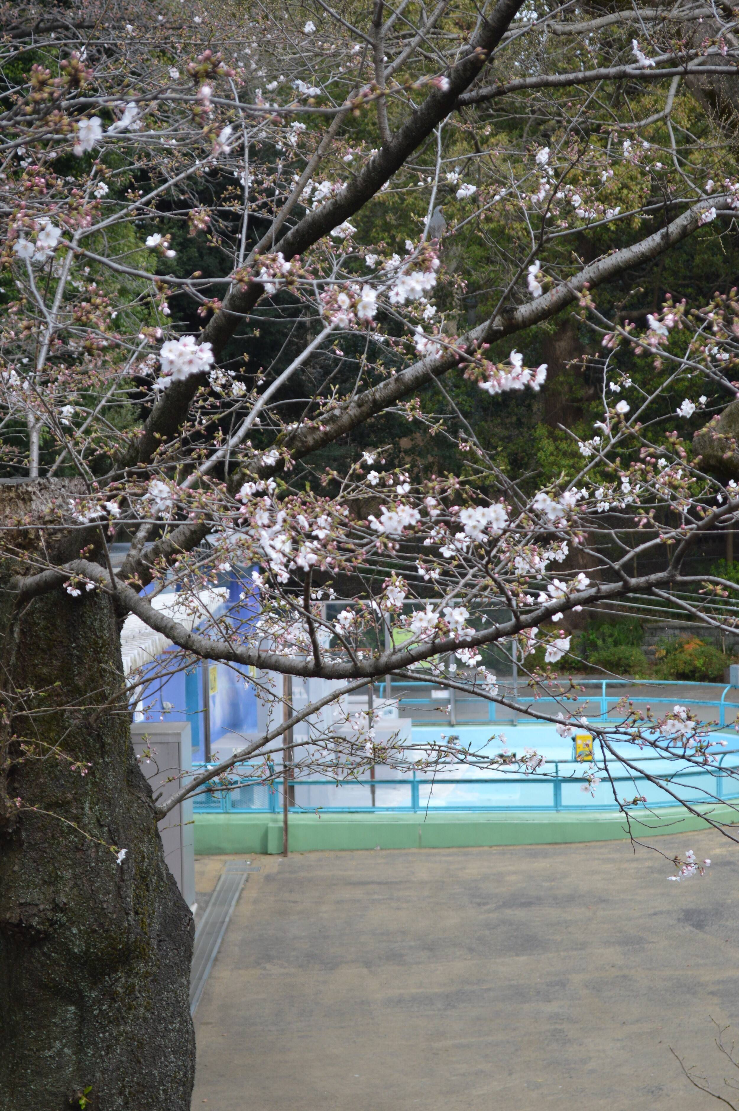 桜0322ペンギン①.jpg