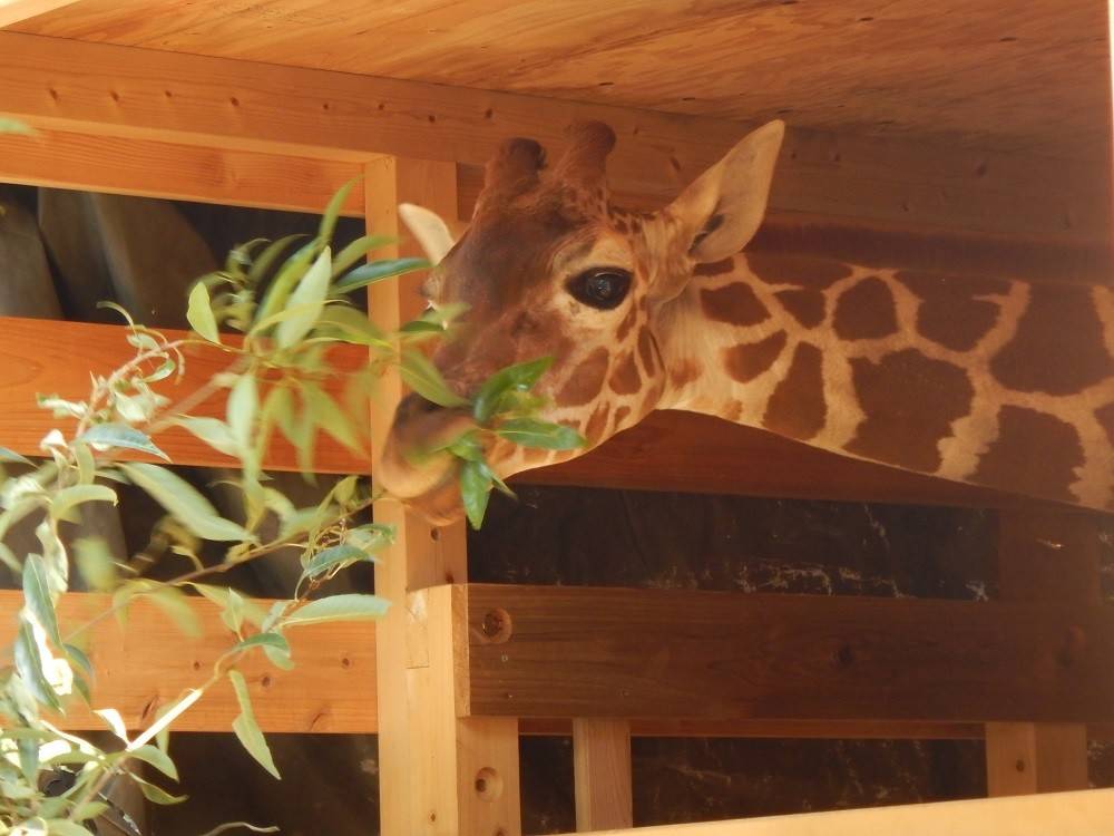 2016 ブログ トピック 1112 7.jpg