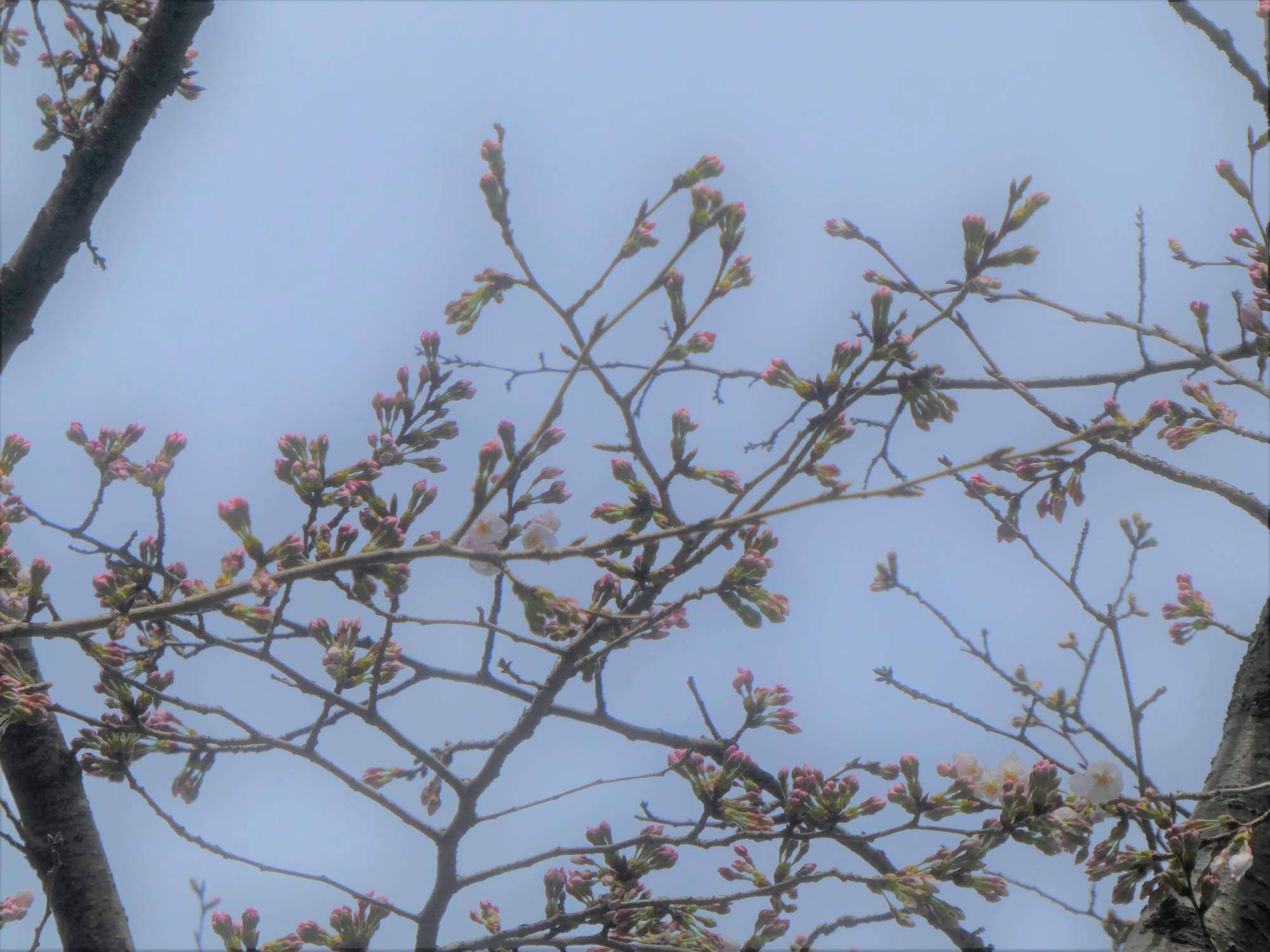 基準木のライオン前の桜 つぼみがピンク色になりました 22年3月19日 桜開花 野毛山動物園公式サイト 公益財団法人 横浜市緑の協会 基準木のライオン前の桜 つぼみがピンク色になりました 22年3月19日 桜開花 野毛山動物園公式サイト 公益財団法人 横浜市緑の協会