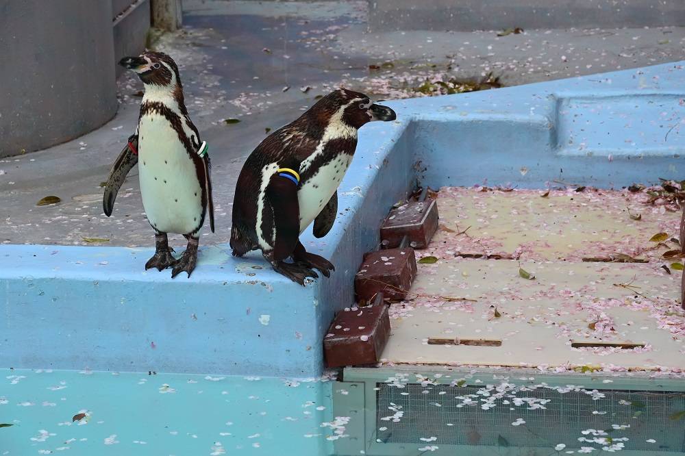 桜の花びらとフンボルトペンギン.jpg
