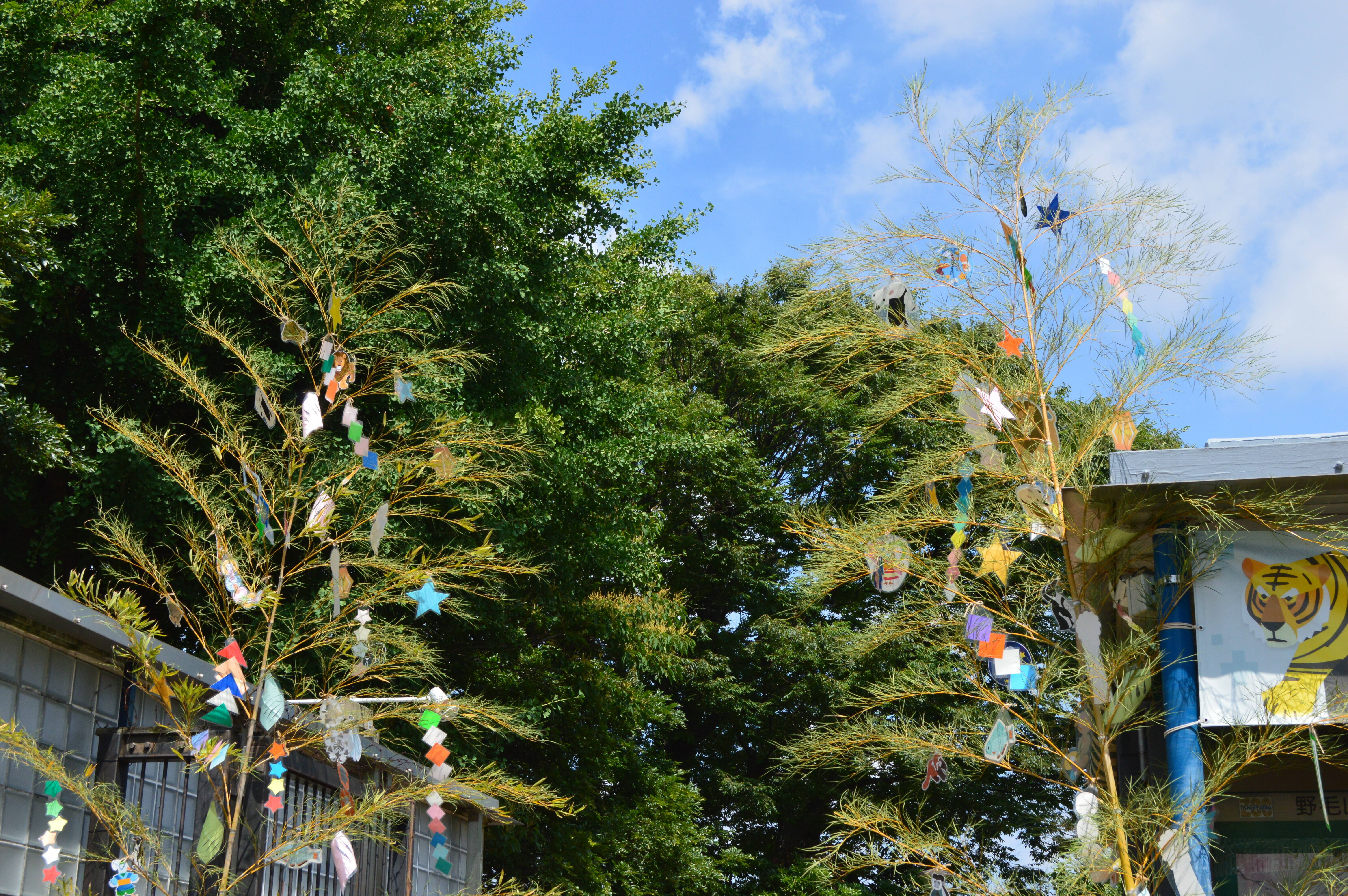 のげやま七夕イベント開催中 ブログ 野毛山動物園公式サイト 公益財団法人 横浜市緑の協会