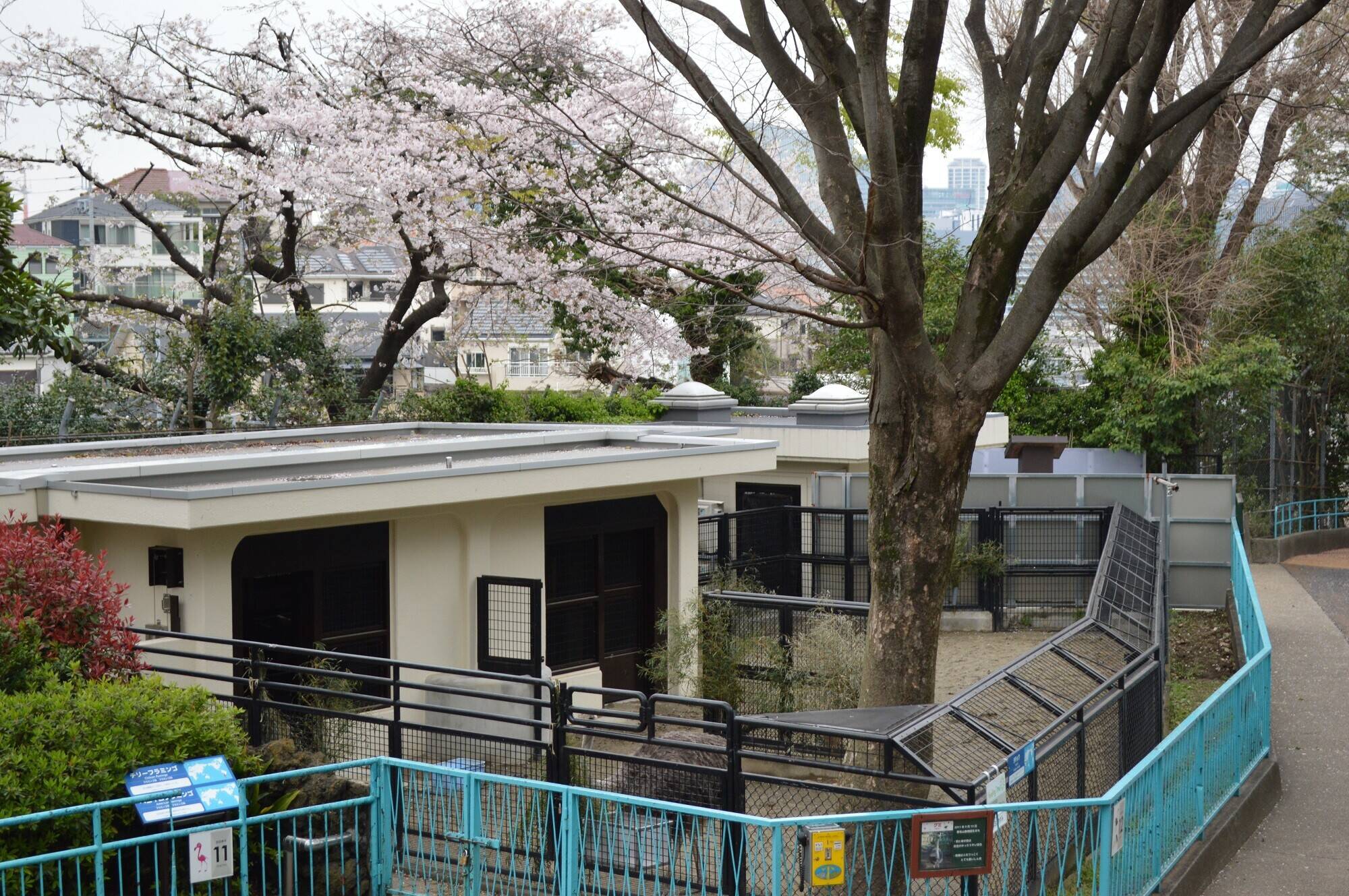 20200330ダチョウ展示場裏 (2).jpg