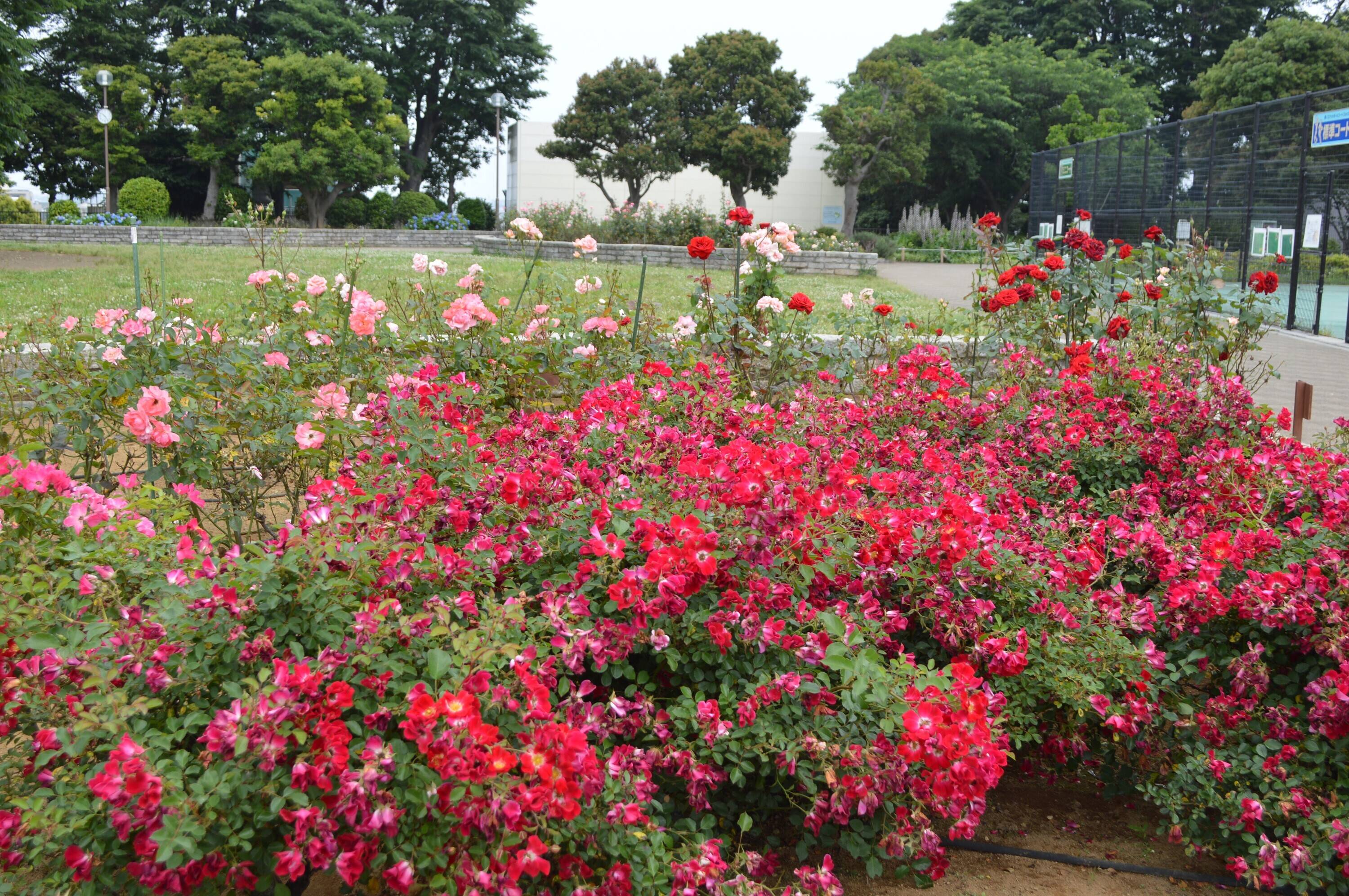 バラ園②.jpg