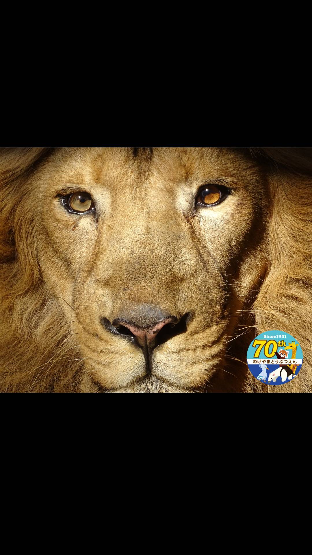 待ち受け画像 第五弾 イベント 講座 教室情報 野毛山動物園公式サイト 公益財団法人 横浜市緑の協会