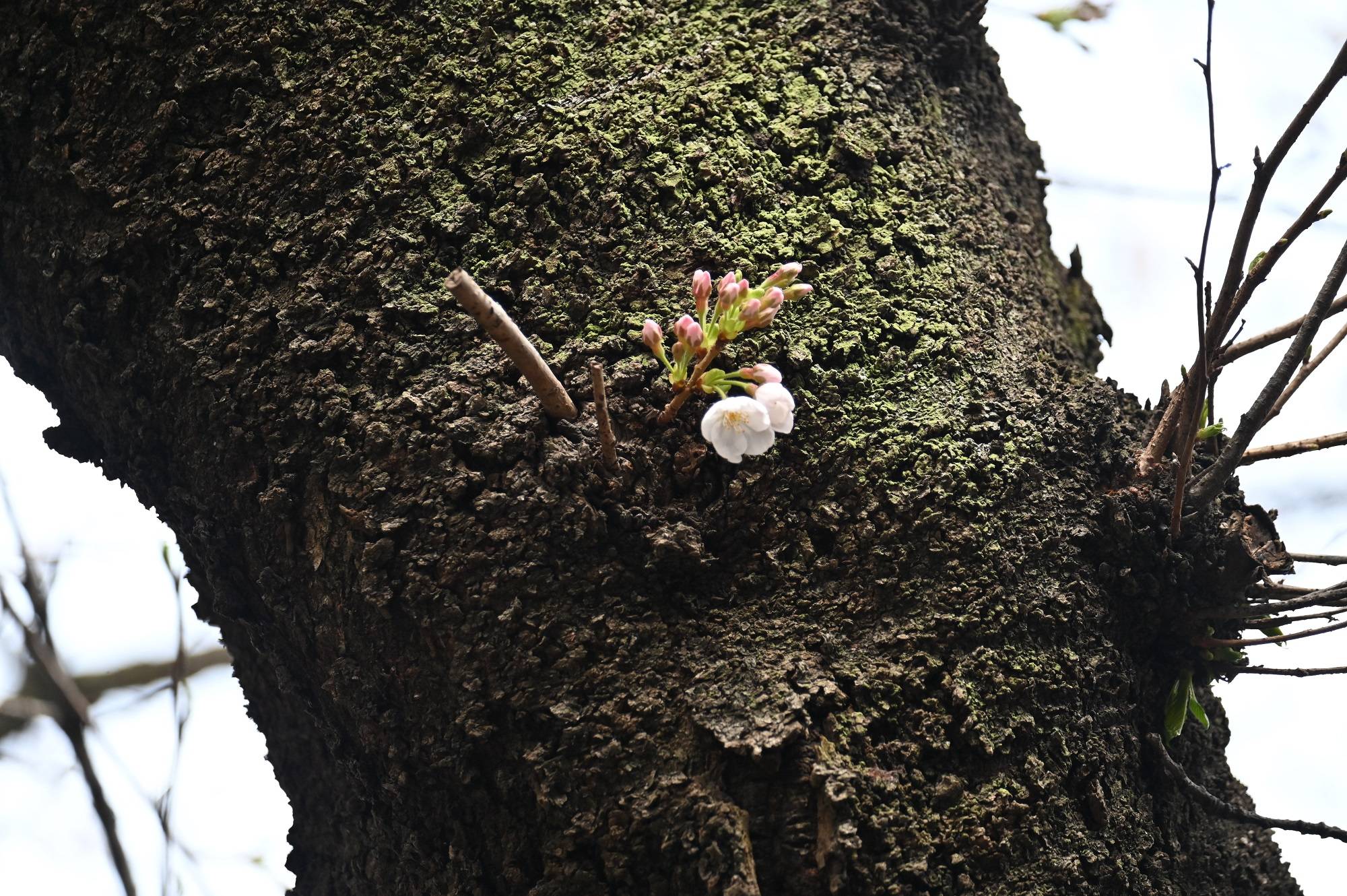 20220321ライオン前ソメイヨシノの花.jpg